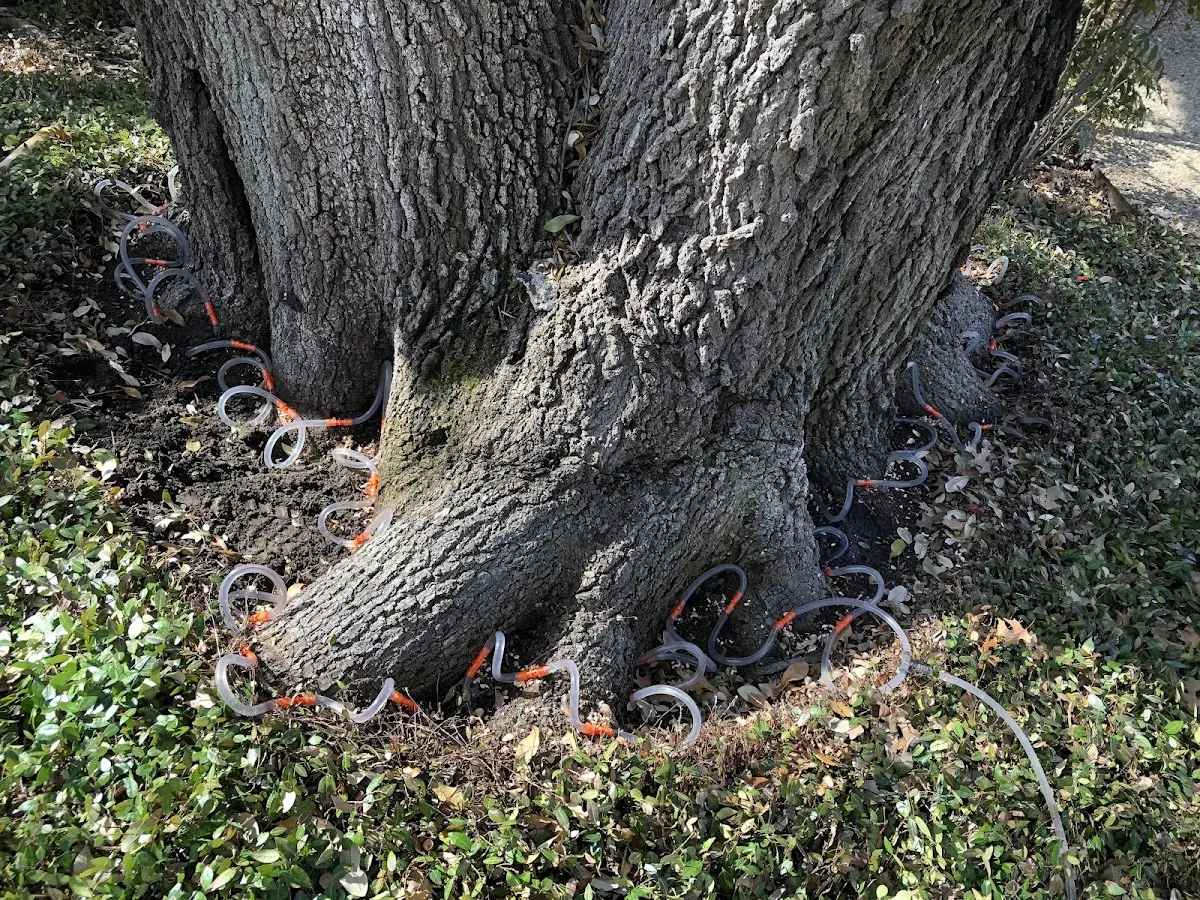 Detailed Tree Cabling and Bracing job site in Hale Center