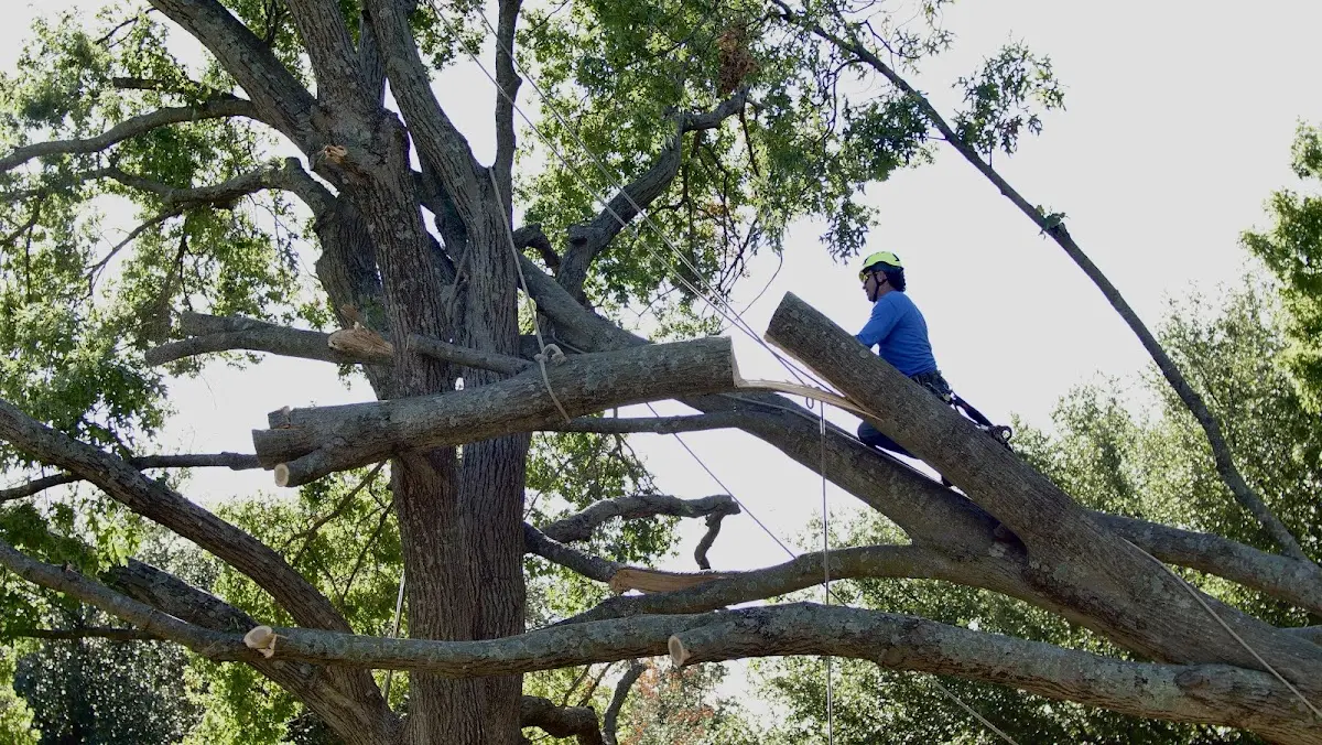 Professional Crown Thinning performed by certified arborists in Hale Center