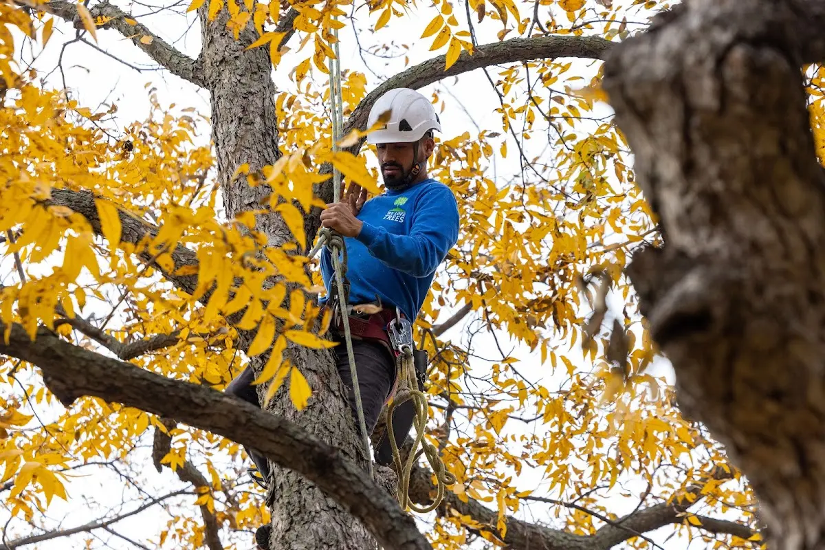 Skilled Tree Planing crew working in Hale Center